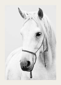 Black and white close-up of white horse with halter, photographed-3
