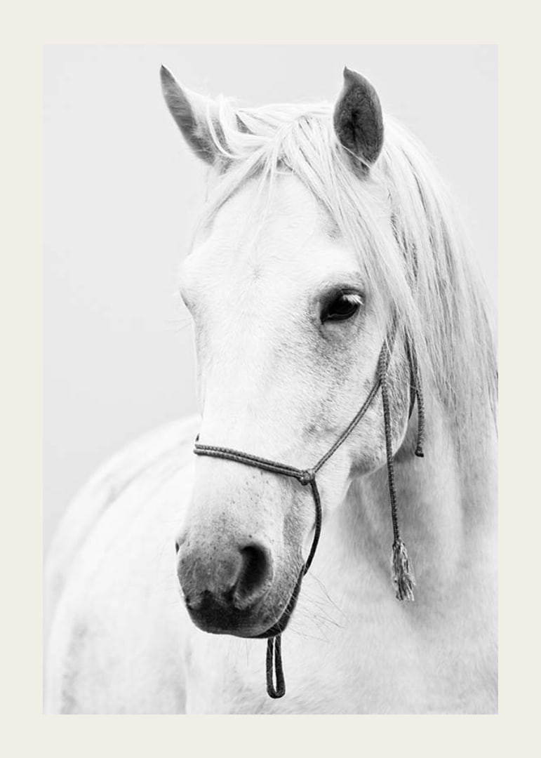 Black and white close-up of white horse with halter, photographed-12