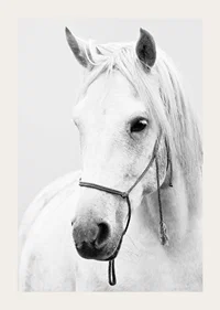 Black and white close-up of white horse with halter, photographed-3