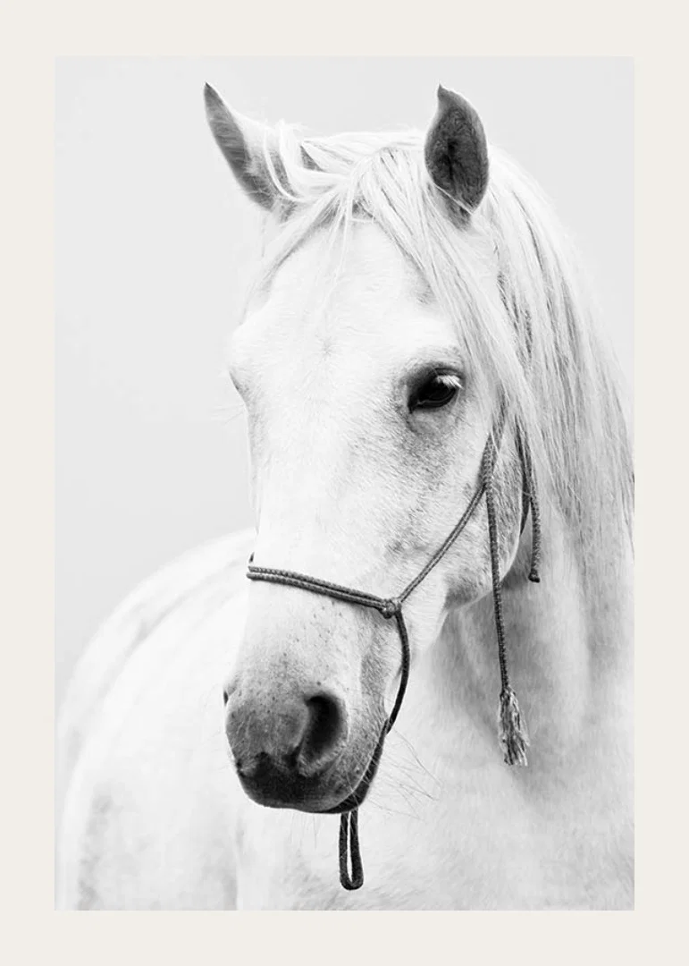 Black and white close-up of white horse with halter, photographed-12
