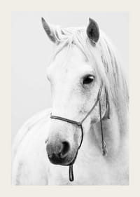 Sort-hvid nærbillede af hvid hest med grime, fotograferet-3