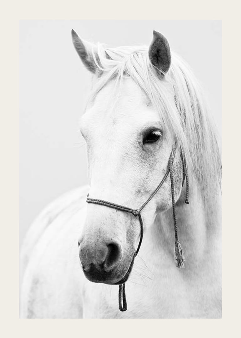Sort-hvid nærbillede af hvid hest med grime, fotograferet-12
