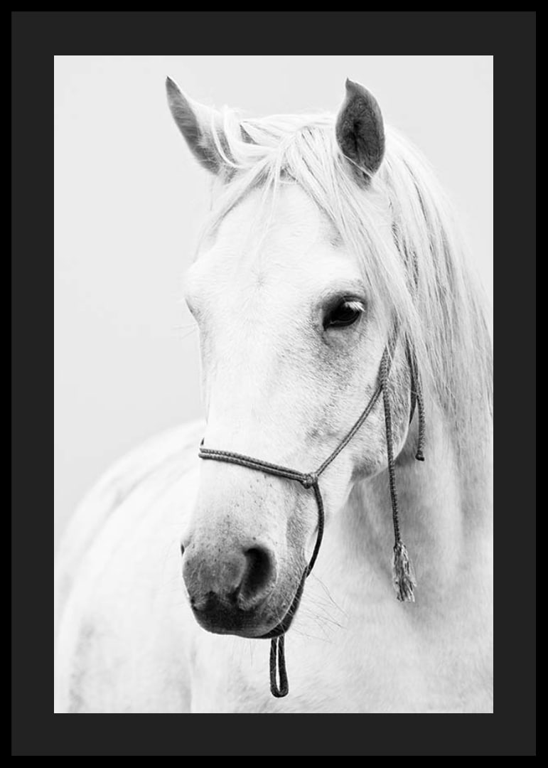 Black and white close-up of white horse with halter, photographed-12