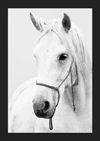 Black and white close-up of white horse with halter, photographed-5