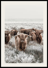 Vacas de las Tierras Altas con cuernos largos en un paisaje invernal helado-2