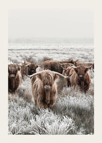 Vacas de las Tierras Altas con cuernos largos en un paisaje invernal helado-3