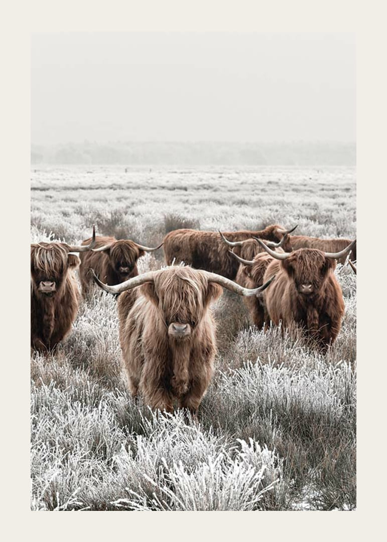 Vacas de las Tierras Altas con cuernos largos en un paisaje invernal helado-12