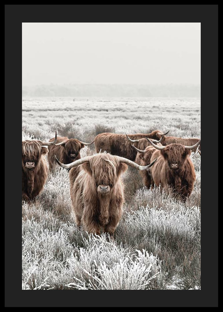 Vacas de las Tierras Altas con cuernos largos en un paisaje invernal helado-12
