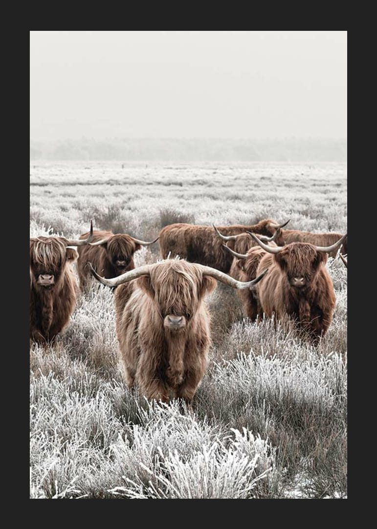 Vacas de las Tierras Altas con cuernos largos en un paisaje invernal helado-12