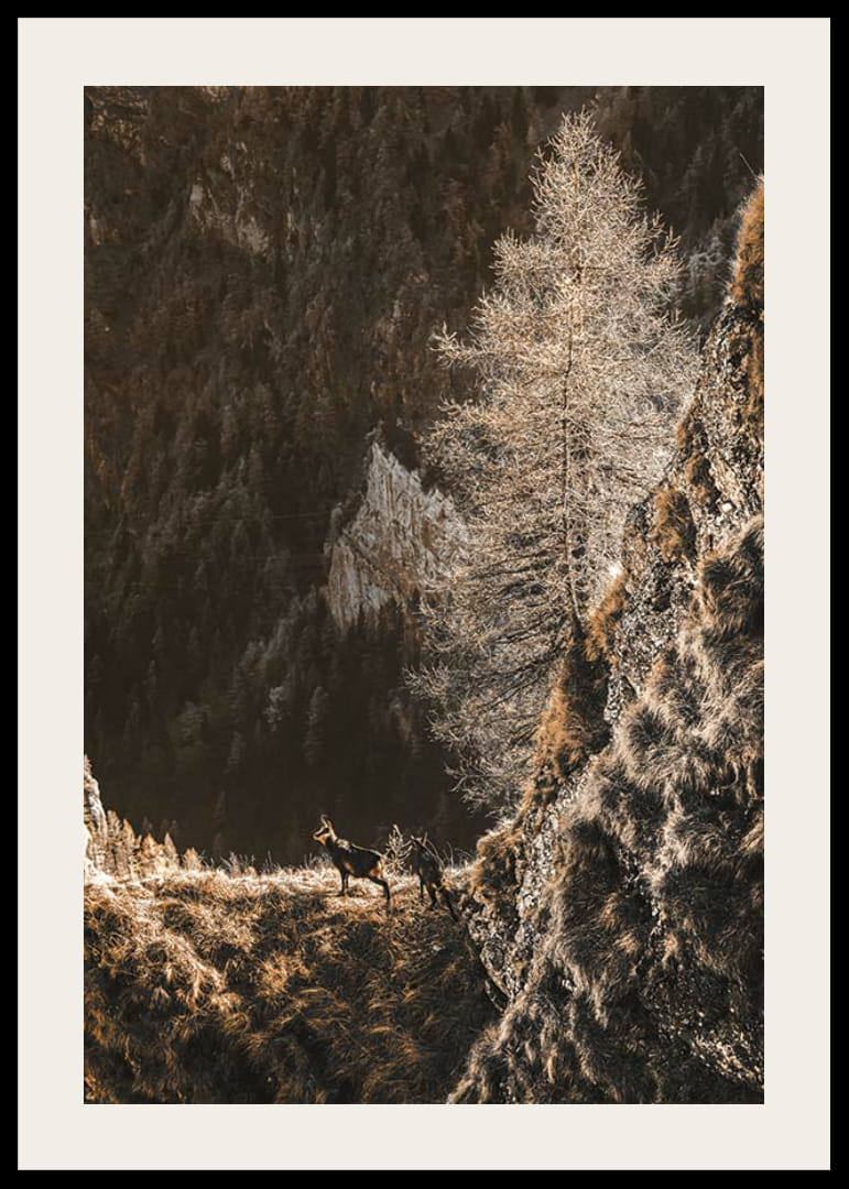 Fotografi af to geder på en bjergskråning i efterårsfarver-12