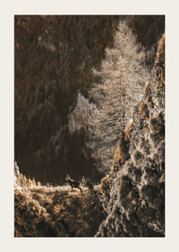 Fotografi af to geder på en bjergskråning i efterårsfarver-3