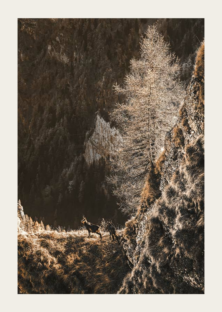 Fotografi af to geder på en bjergskråning i efterårsfarver-12