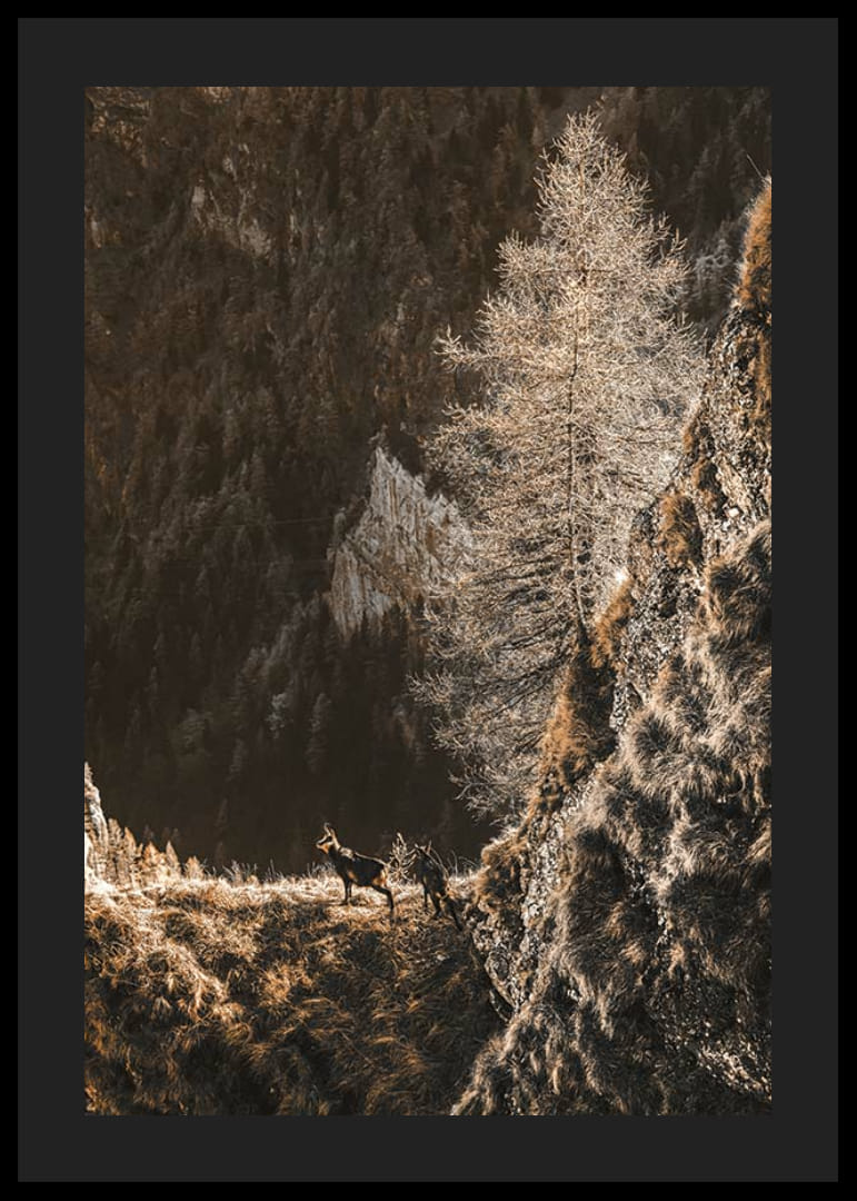 Fotografi af to geder på en bjergskråning i efterårsfarver-12