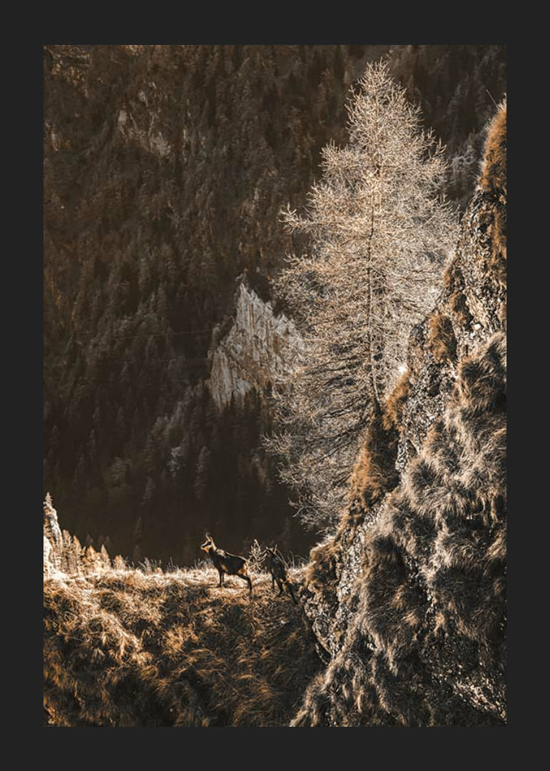 Fotografi af to geder på en bjergskråning i efterårsfarver-12