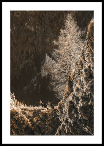 Poster Autumn In The Forest