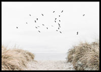Photographic motif with sandy path towards the sea and flying birds-6