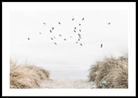 Photographic motif with sandy path towards the sea and flying birds-0