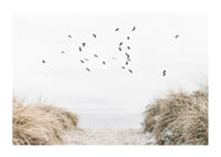 Photographic motif with sandy path towards the sea and flying birds-1