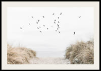 Valokuva-aihe, jossa on hiekkainen polku kohti merta ja lentäviä lintuja-2