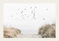 Valokuva-aihe, jossa on hiekkainen polku kohti merta ja lentäviä lintuja-3