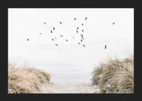 Valokuva-aihe, jossa on hiekkainen polku kohti merta ja lentäviä lintuja-5