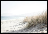 Marram Grass At Beach-2