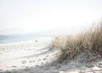 Marram Grass At Beach-3