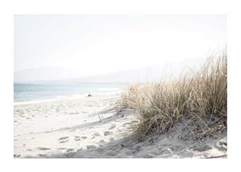 Poster Marram Grass At Beach