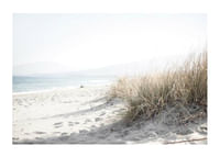 Marram Grass At Beach-1