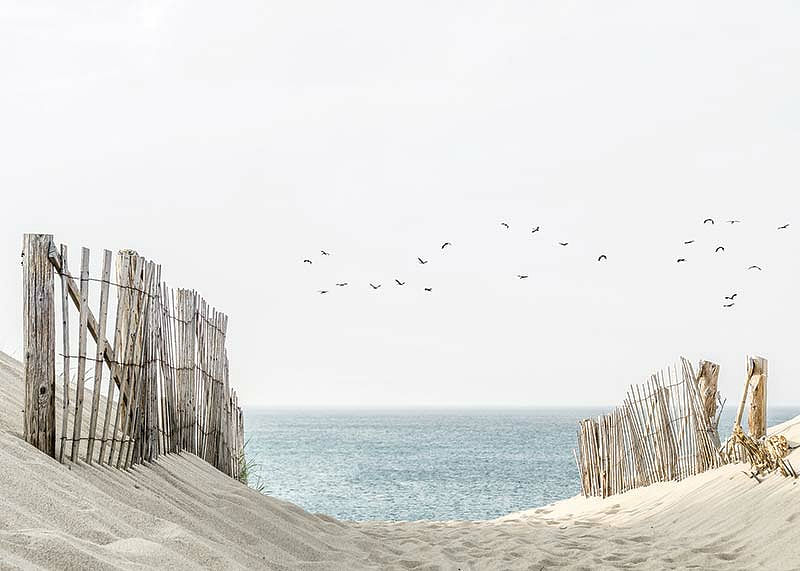 Birds At Cape Cod-12