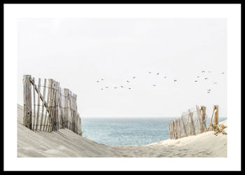 Plakatas Birds At Cape Cod