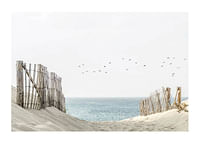 Birds At Cape Cod-1