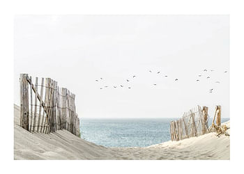 Poster Birds At Cape Cod