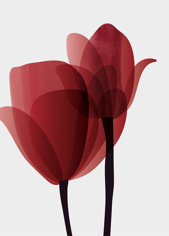 Red Tulips No1-12