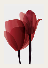Illustrazione grafica di due tulipani rossi con steli neri-3