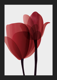 Illustrazione grafica di due tulipani rossi con steli neri-5