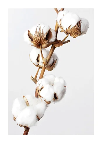 Poster Cotton