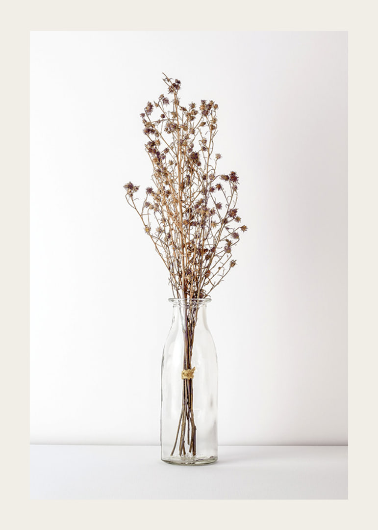 Photograph of dried flowers in glass vase against light background-12