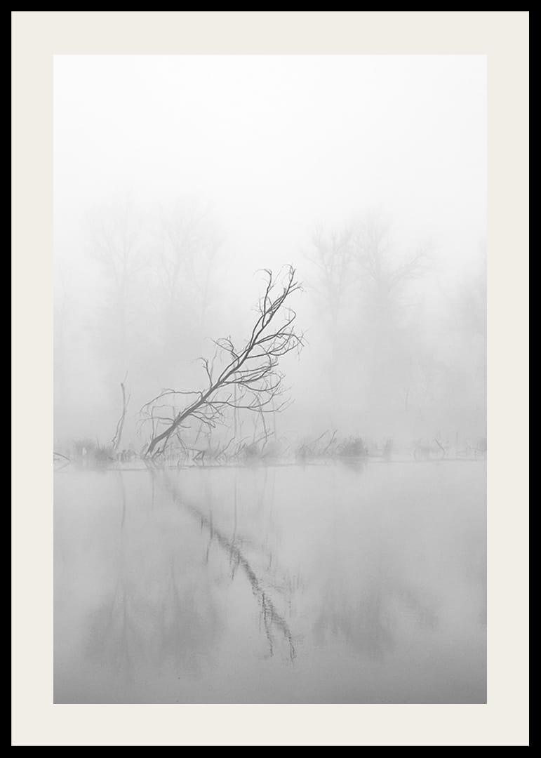 Svart-hvitt-bilde av skjeve trær ved en tåkete innsjø i høstlandskap-12