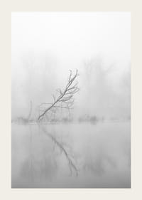 Svart-hvitt-bilde av skjeve trær ved en tåkete innsjø i høstlandskap-3