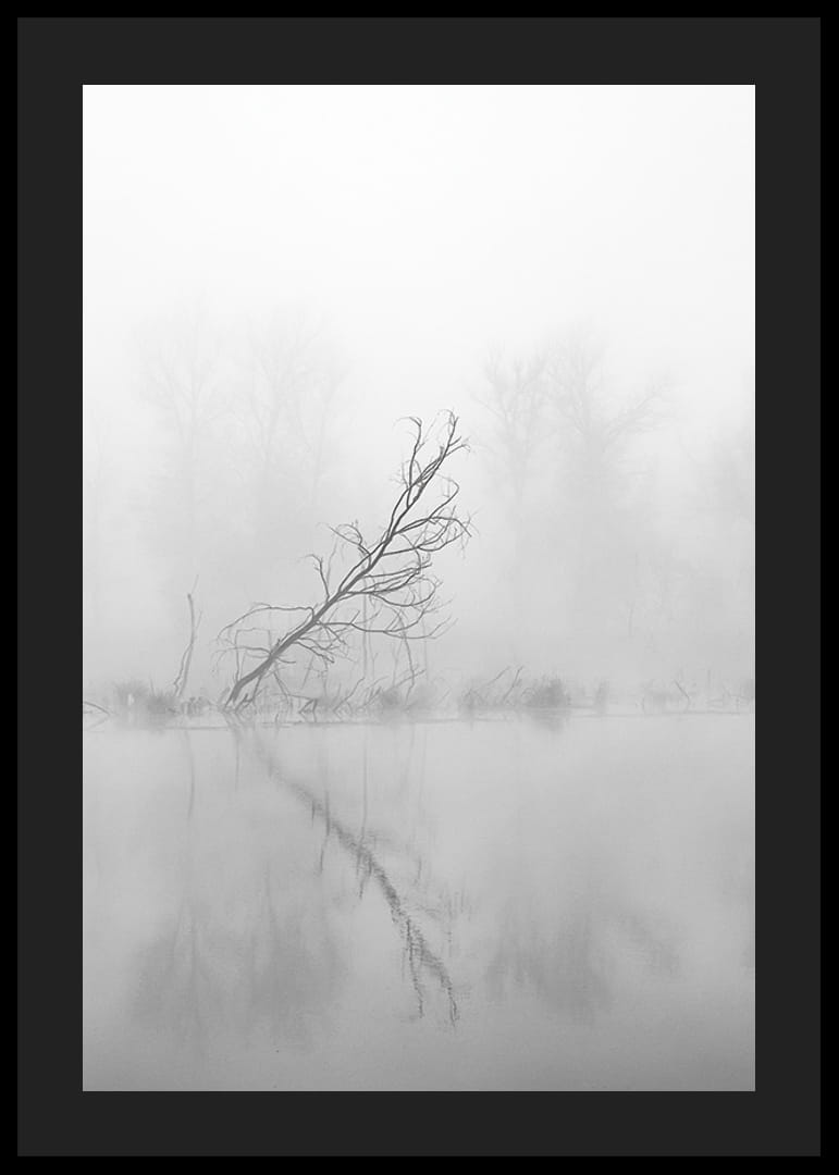 Svart-hvitt-bilde av skjeve trær ved en tåkete innsjø i høstlandskap-12