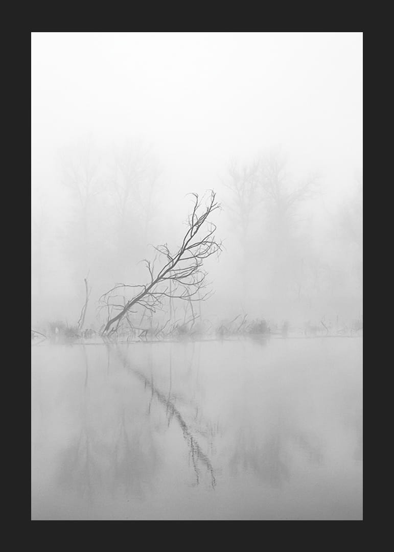 Svart-hvitt-bilde av skjeve trær ved en tåkete innsjø i høstlandskap-12