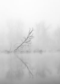 Leaning Tree-3