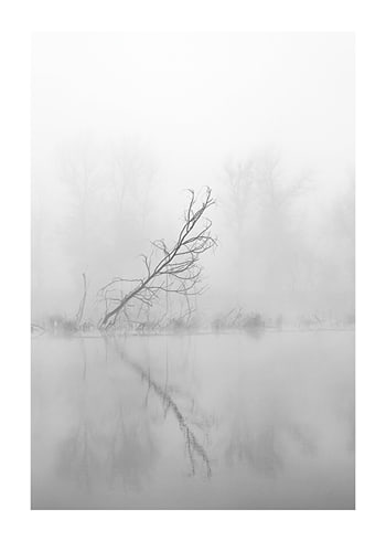 Poster Leaning Tree