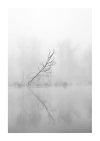 Leaning Tree-1