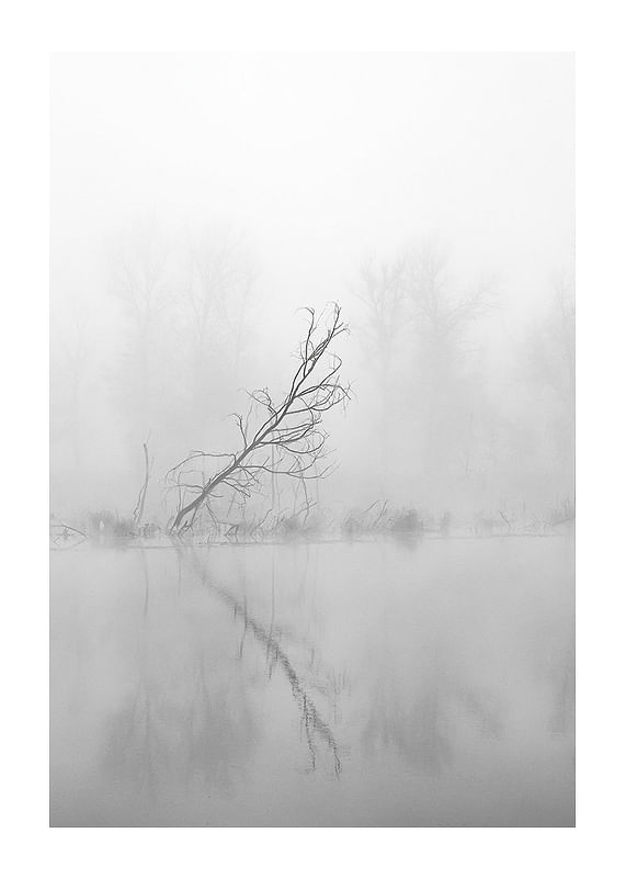 Plagát Leaning Tree