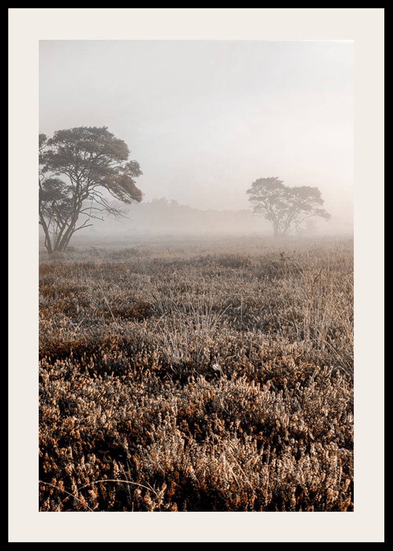 Photograph of autumnal field with grass and lonely trees in fog-12