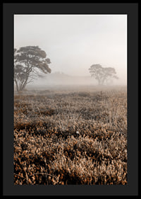 Photograph of autumnal field with grass and lonely trees in fog-4