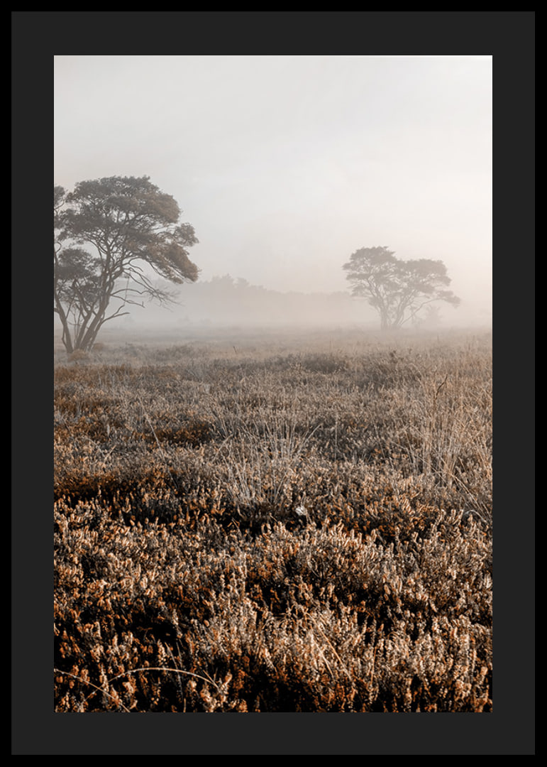 Photograph of autumnal field with grass and lonely trees in fog-12