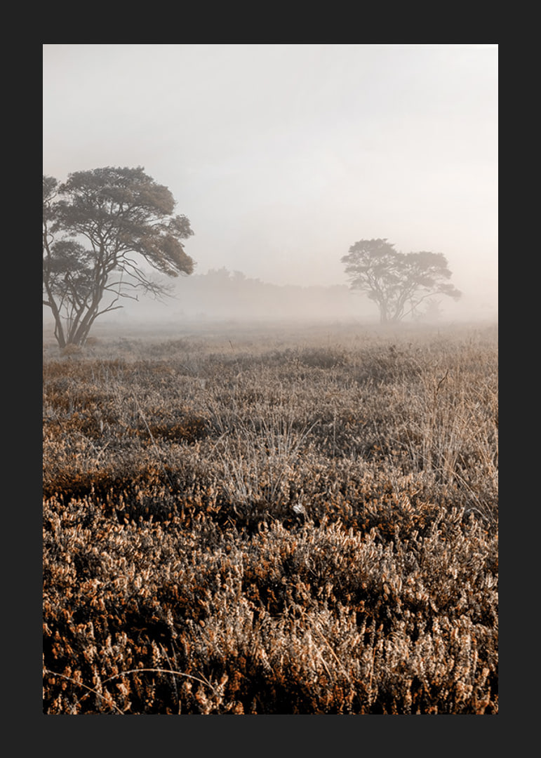 Photograph of autumnal field with grass and lonely trees in fog-12